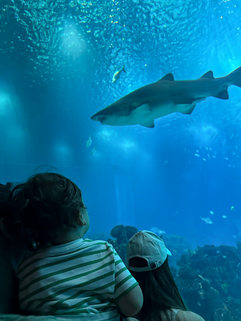 My son watching sharks in the Lisbon aquarium